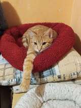VERONIC, Katze, Europäisch Kurzhaar in Halle - Bild 4