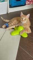 VERONIC, Katze, Europäisch Kurzhaar in Halle - Bild 6