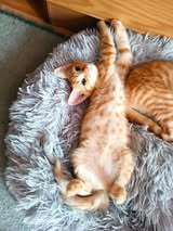 VERONIC, Katze, Europäisch Kurzhaar in Halle - Bild 8
