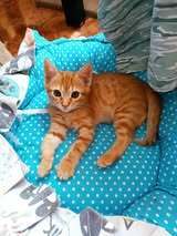 VERONIC, Katze, Europäisch Kurzhaar in Halle - Bild 9