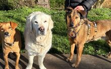 LAILA, Hund, Mischlingshund in Rechberghausen - Bild 4