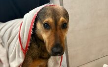 LAILA, Hund, Mischlingshund in Rechberghausen - Bild 5