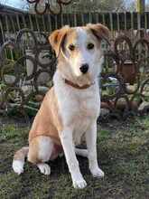 FELIX, Hund, Mischlingshund in Schwanewede