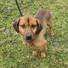 ALEJANDRO, Hund, Dackel Mischling in Ungarn