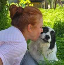 PIUI, Hund, Mischlingshund in Rumänien - Bild 6