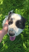 PIUI, Hund, Mischlingshund in Rumänien - Bild 7