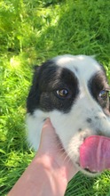 PIUI, Hund, Mischlingshund in Rumänien - Bild 9