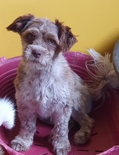 PEPE, Hund, Mischlingshund in Rumänien - Bild 10