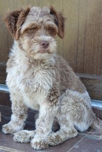 PEPE, Hund, Mischlingshund in Rumänien - Bild 11