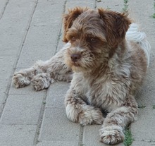 PEPE, Hund, Mischlingshund in Rumänien - Bild 9