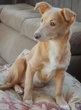HANKA, Hund, Mischlingshund in Rumänien - Bild 10