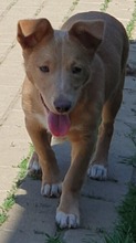 HANKA, Hund, Mischlingshund in Rumänien - Bild 7