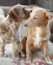 HANKA, Hund, Mischlingshund in Rumänien - Bild 8