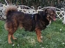 STITCH, Hund, Mischlingshund in Bruchsal