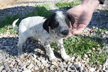 BART, Hund, Podenco-Mix in Emmendingen - Bild 2
