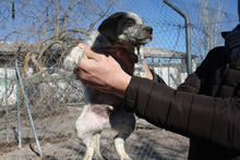 BART, Hund, Podenco-Mix in Emmendingen - Bild 3