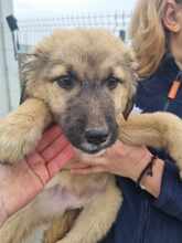 MENA, Hund, Mischlingshund in Rumänien - Bild 6