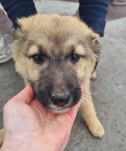 MENA, Hund, Mischlingshund in Rumänien - Bild 7