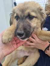 MENA, Hund, Mischlingshund in Rumänien - Bild 8