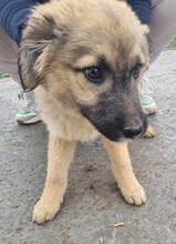 MENA, Hund, Mischlingshund in Rumänien - Bild 9
