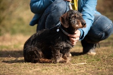FÖRDÖSZE, Hund, Rauhaardackel in Ungarn