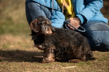 FÖRDÖSZE, Hund, Rauhaardackel in Ungarn - Bild 11