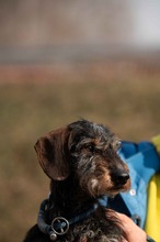 FÖRDÖSZE, Hund, Rauhaardackel in Ungarn - Bild 12