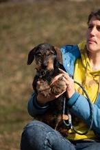 FÖRDÖSZE, Hund, Rauhaardackel in Ungarn - Bild 3