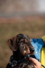 FÖRDÖSZE, Hund, Rauhaardackel in Ungarn - Bild 4