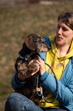 FÖRDÖSZE, Hund, Rauhaardackel in Ungarn - Bild 5