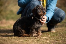FÖRDÖSZE, Hund, Rauhaardackel in Ungarn - Bild 6