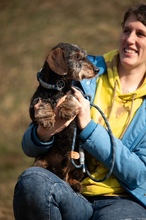 FÖRDÖSZE, Hund, Rauhaardackel in Ungarn - Bild 8