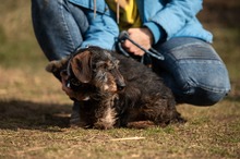 FÖRDÖSZE, Hund, Rauhaardackel in Ungarn - Bild 9