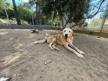 ANGELO, Hund, Maremmano-Mix in Italien - Bild 9