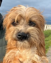 DANTE, Hund, Terrier-Mix in Italien - Bild 1