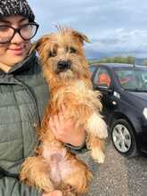 DANTE, Hund, Terrier-Mix in Italien - Bild 2