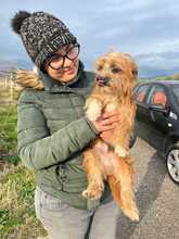 DANTE, Hund, Terrier-Mix in Italien - Bild 3
