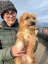 DANTE, Hund, Terrier-Mix in Italien - Bild 4