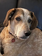 AFRICA, Hund, Mischlingshund in Kirchlinteln