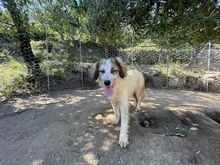 BOVALE, Hund, Maremmano-Mix in Italien - Bild 10