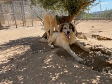 BOVALE, Hund, Maremmano-Mix in Italien - Bild 11