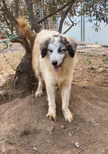 BOVALE, Hund, Maremmano-Mix in Italien - Bild 12
