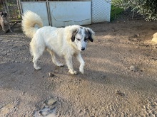 BOVALE, Hund, Maremmano-Mix in Italien - Bild 9