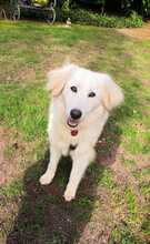 NIEDDERA, Hund, Maremmano-Mix in Kirchlinteln - Bild 1