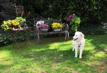 NIEDDERA, Hund, Maremmano-Mix in Kirchlinteln - Bild 11