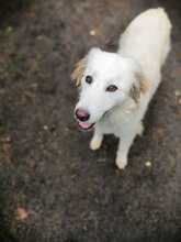 NIEDDERA, Hund, Maremmano-Mix in Kirchlinteln - Bild 12