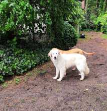 NIEDDERA, Hund, Maremmano-Mix in Kirchlinteln - Bild 13