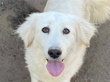 NIEDDERA, Hund, Maremmano-Mix in Kirchlinteln - Bild 14