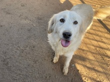 NIEDDERA, Hund, Maremmano-Mix in Kirchlinteln - Bild 15