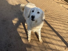 NIEDDERA, Hund, Maremmano-Mix in Kirchlinteln - Bild 16